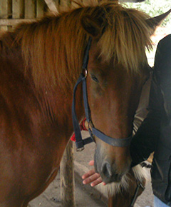 Pferd4240x290