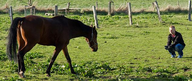 Pferd3635x270